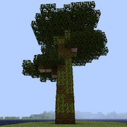 Хлопковое дерево.png